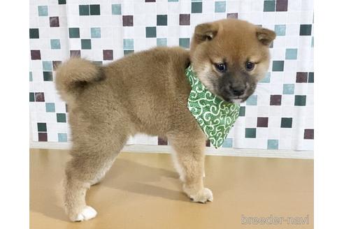 成約済の茨城県の豆柴-157252の4枚目