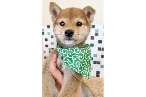 成約済の茨城県の豆柴-156400の1枚目