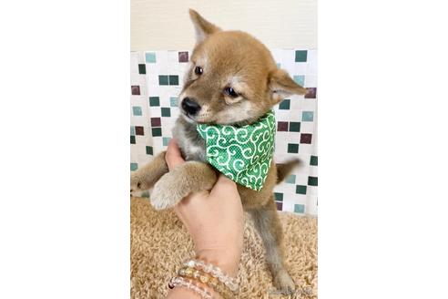 成約済の茨城県の豆柴-156401の5枚目