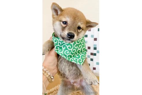 成約済の茨城県の豆柴-156401の2枚目