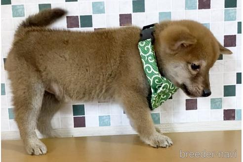 成約済の茨城県の豆柴-156401の3枚目