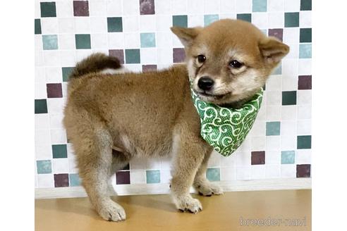 成約済の茨城県の豆柴-156401の1枚目