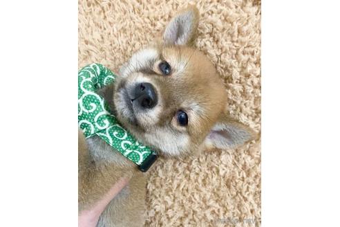 成約済の茨城県の豆柴-156401の4枚目