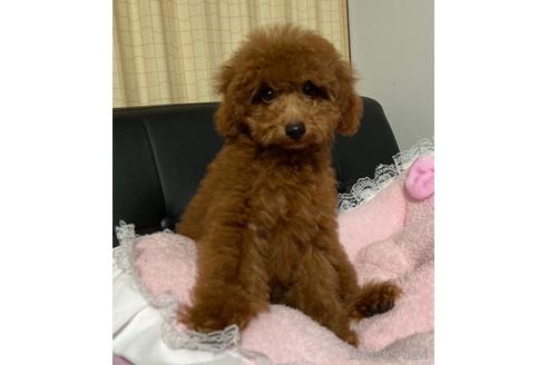 成約済の茨城県のタイニープードル-157290の2枚目