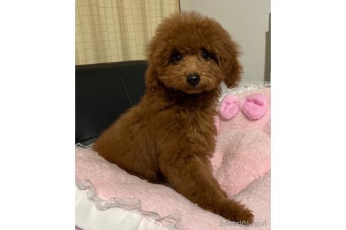 成約済の茨城県のタイニープードル-157290の3枚目