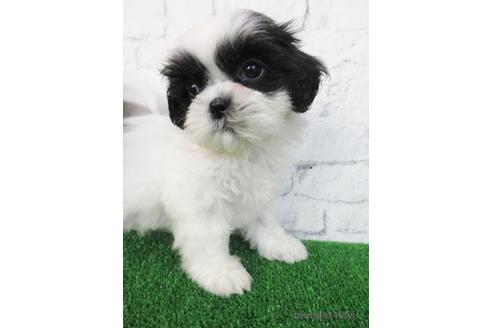 成約済の大阪府のシーズー-157292の1枚目