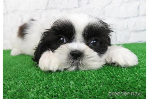 成約済の大阪府のシーズー-157292の6枚目