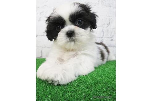 成約済の大阪府のシーズー-157292の5枚目