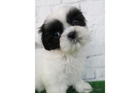 成約済の大阪府のシーズー-157292の4枚目