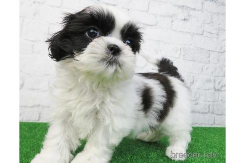 成約済の大阪府のシーズー-157292の3枚目