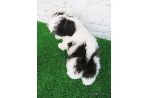 成約済の大阪府のシーズー-157292の2枚目