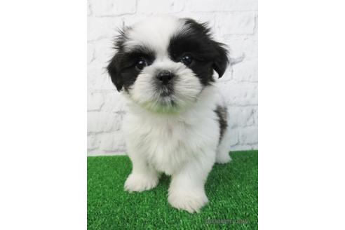 成約済の大阪府のシーズー-157293の6枚目