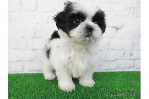 成約済の大阪府のシーズー-157293の1枚目