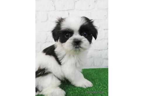 成約済の大阪府のシーズー-157293の5枚目