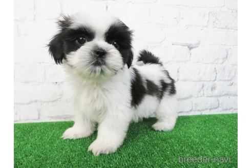 成約済の大阪府のシーズー-157293の4枚目