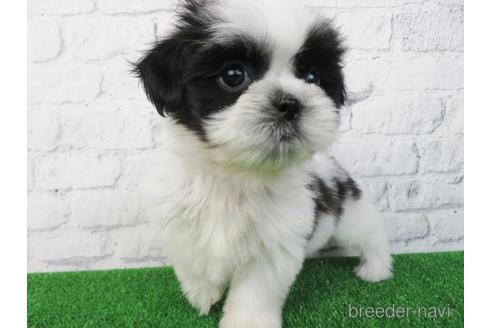 成約済の大阪府のシーズー-157293の3枚目