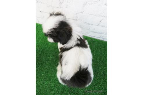 成約済の大阪府のシーズー-157293の2枚目