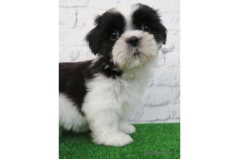 成約済の大阪府のシーズー-157295