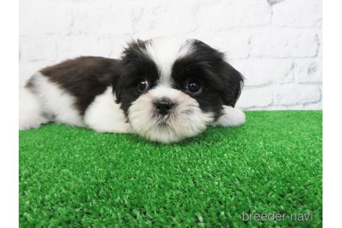 成約済の大阪府のシーズー-157295の5枚目