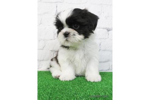 成約済の大阪府のシーズー-157295の4枚目