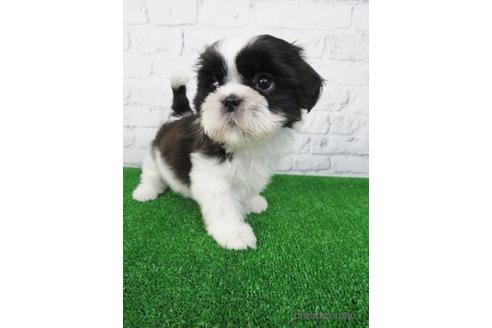 成約済の大阪府のシーズー-157295の3枚目