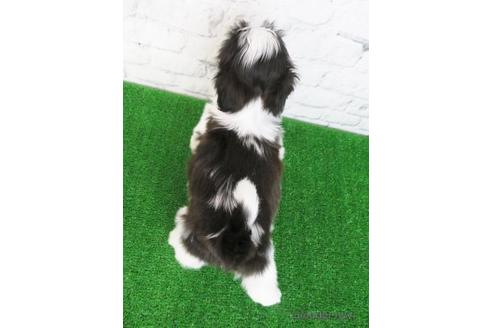 成約済の大阪府のシーズー-157295の2枚目