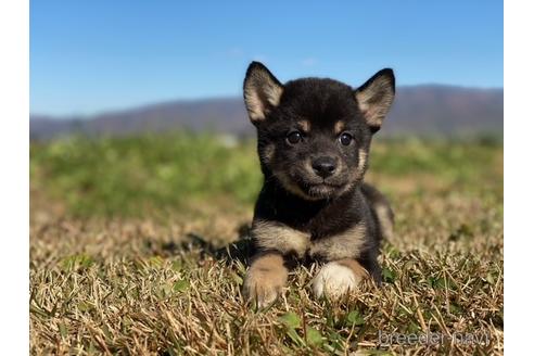 成約済の長野県の柴犬-157297の1枚目