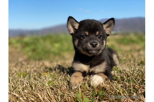 成約済の長野県の柴犬-157297の5枚目