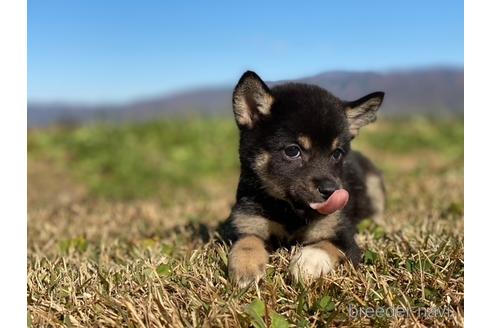 成約済の長野県の柴犬-157297の4枚目