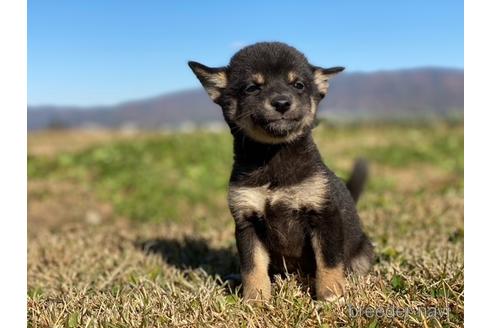 成約済の長野県の柴犬-157297の3枚目