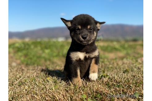 成約済の長野県の柴犬-157297の2枚目