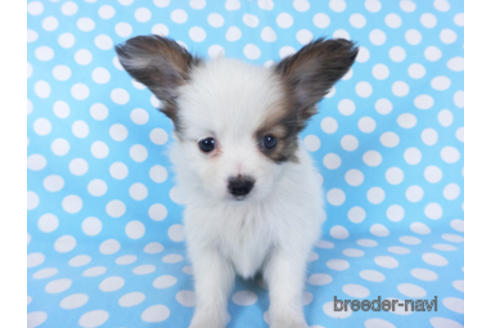 成約済の千葉県のパピヨン-155405の16枚目