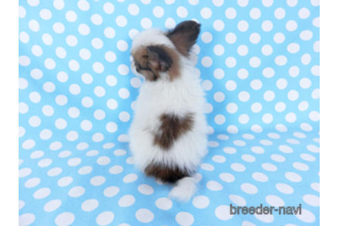 成約済の千葉県のパピヨン-155405の15枚目