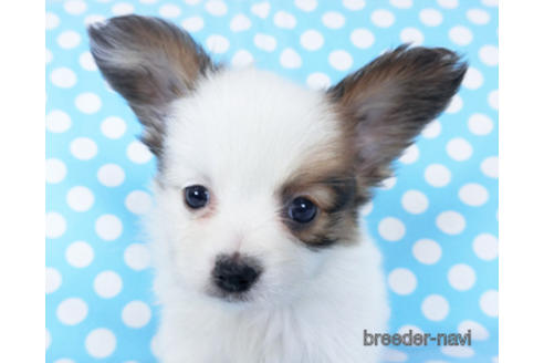 成約済の千葉県のパピヨン-155405の14枚目