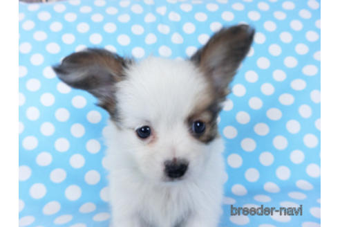 成約済の千葉県のパピヨン-155405の13枚目