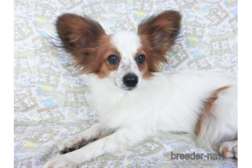 成約済の千葉県のパピヨン-156541の1枚目