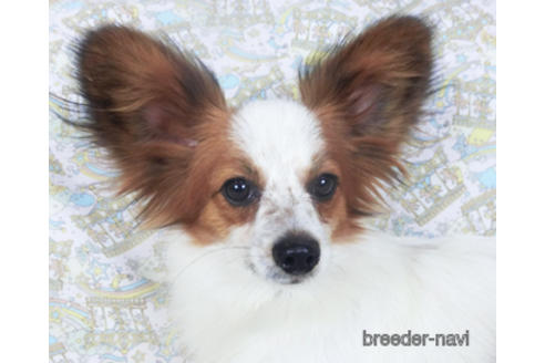 成約済の千葉県のパピヨン-156541の3枚目