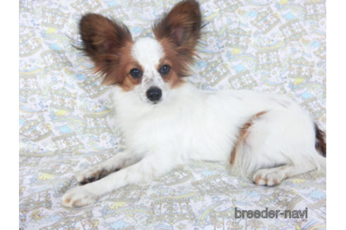 成約済の千葉県のパピヨン-156541の2枚目