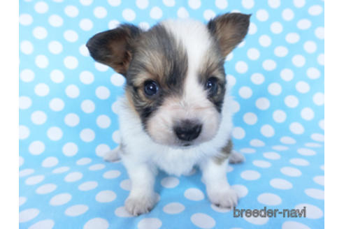 成約済の千葉県のパピヨン-156742の12枚目