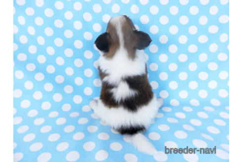 成約済の千葉県のパピヨン-156742の11枚目