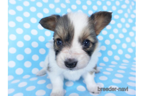 成約済の千葉県のパピヨン-156742の10枚目