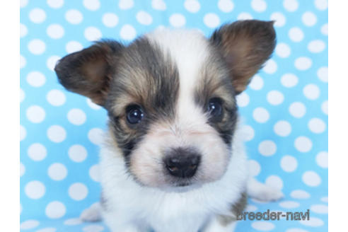 成約済の千葉県のパピヨン-156742の9枚目