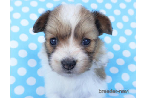 成約済の千葉県のパピヨン-156744の12枚目