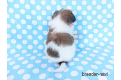 成約済の千葉県のパピヨン-156744の11枚目