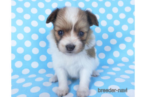 成約済の千葉県のパピヨン-156744の10枚目