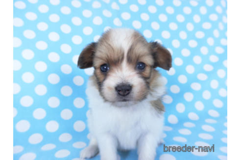 成約済の千葉県のパピヨン-156744の9枚目