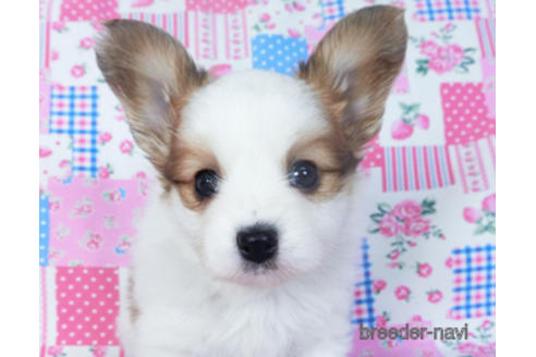 成約済の千葉県のパピヨン-157262の8枚目