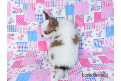 成約済の千葉県のパピヨン-157262の7枚目