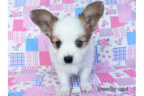 成約済の千葉県のパピヨン-157262の6枚目