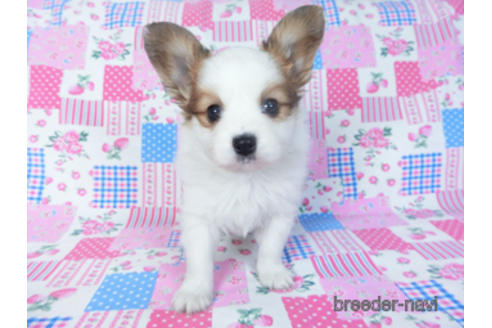 成約済の千葉県のパピヨン-157262の5枚目